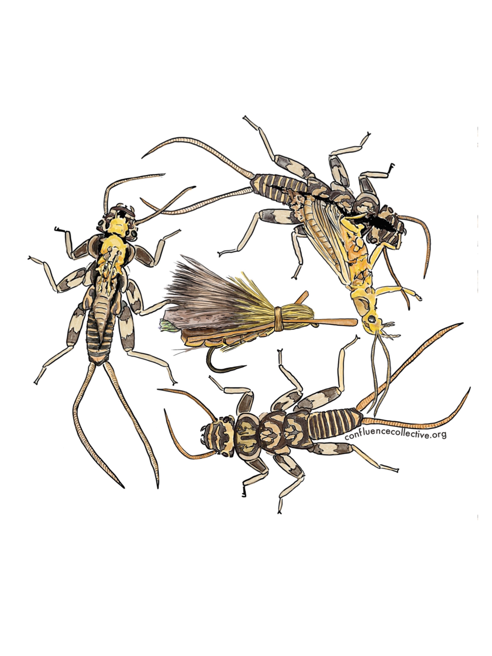 Match the Hatch: Stonefly Sticker — CONFLUENCE COLLECTIVE